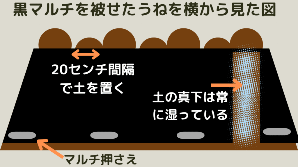 うねに黒マルチを張り、おもりをのせた解説図解