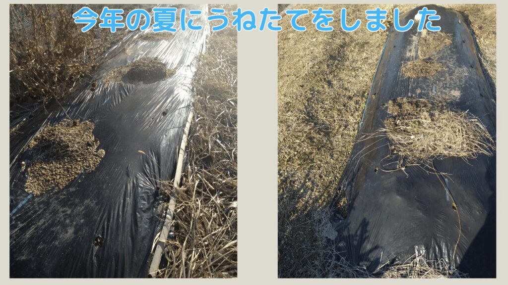 去年にたてた畝の様子