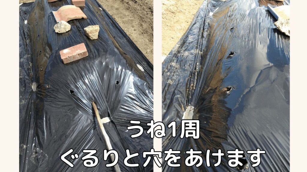黒マルチに穴を開けて、空気穴を作る様子