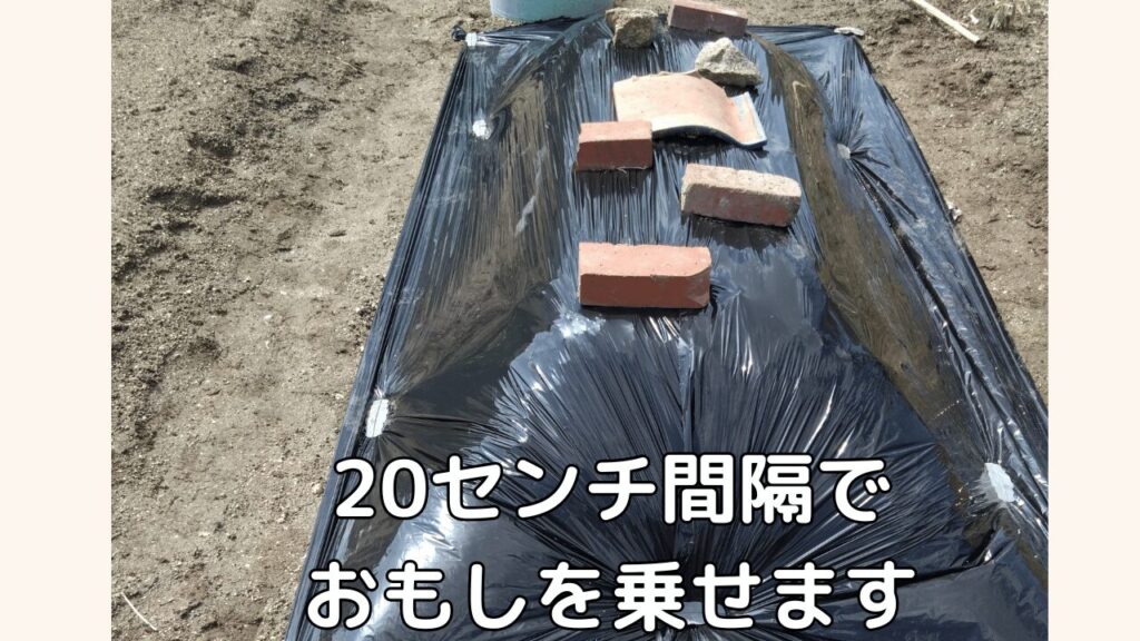 黒マルチを張り、おもしをのせた様子