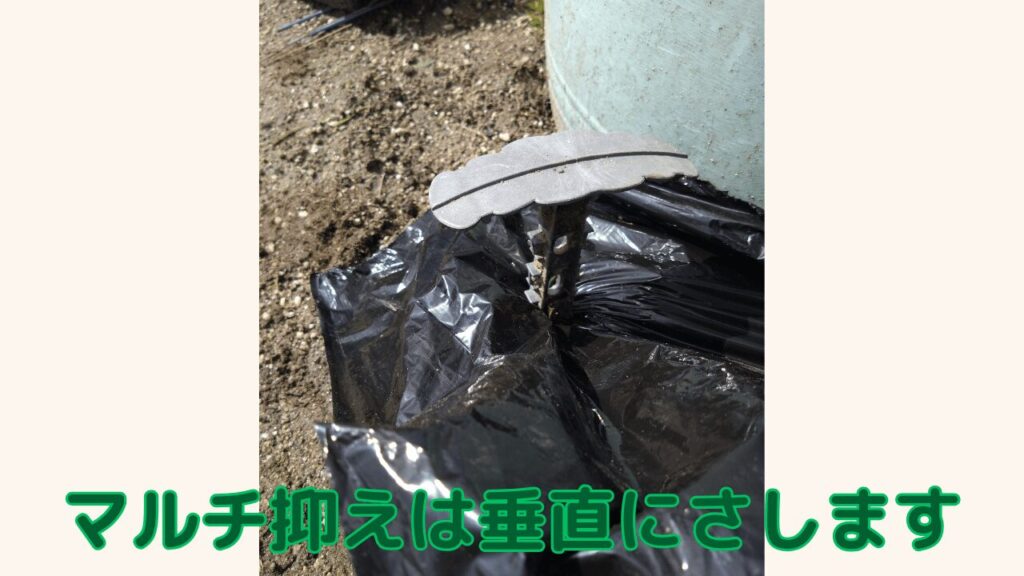 マルチ抑えのさし方解説写真
