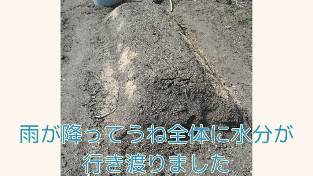雨が降ったあとの、畝の様子